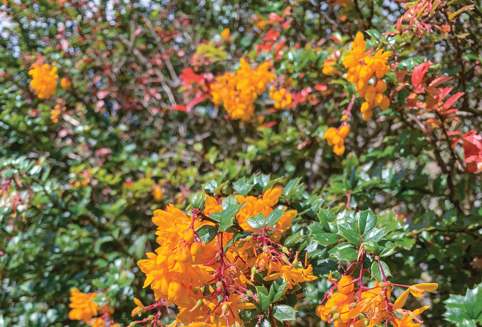 cashiers nc dargan landscaping flower