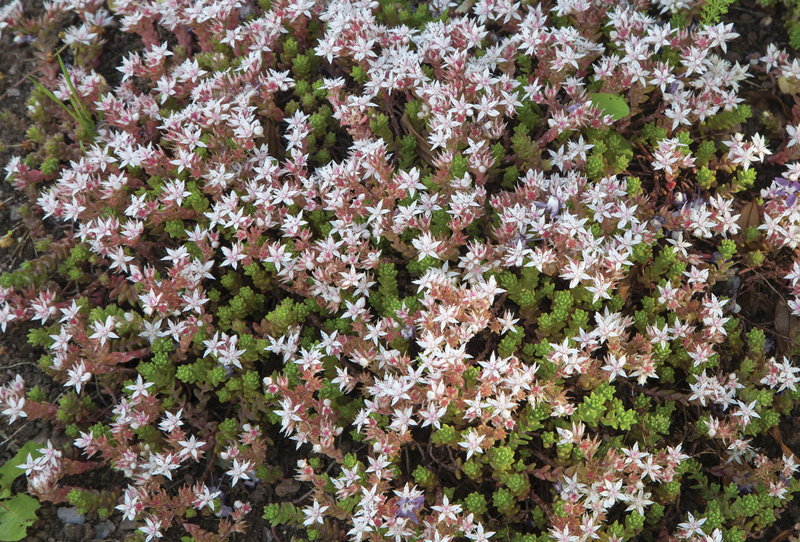 highands nc accidental gardner Stonecrop sedum