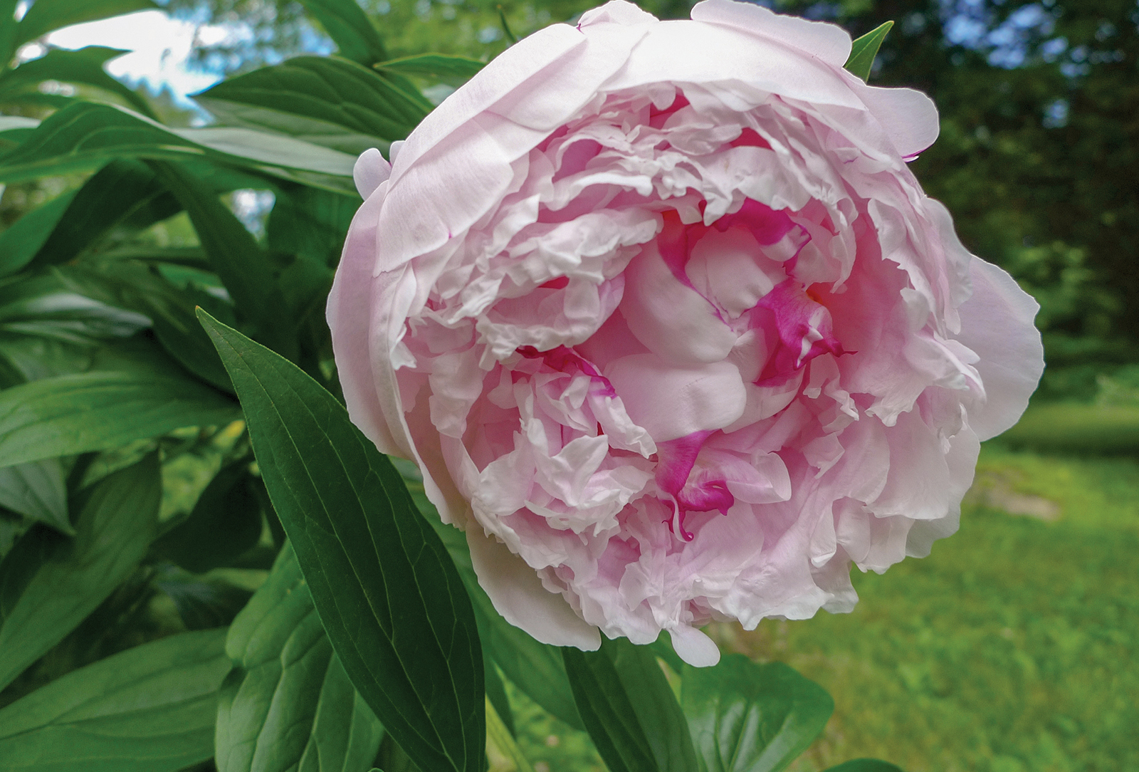 highlands nc accidental gardner peony