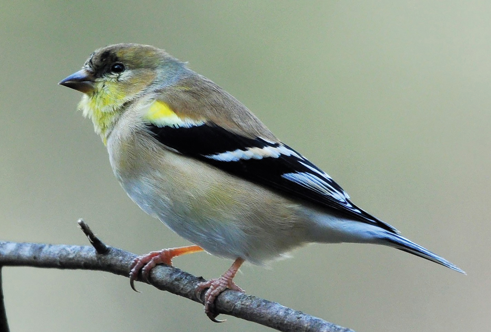 highlands nc audubon American Goldfinch Male winter