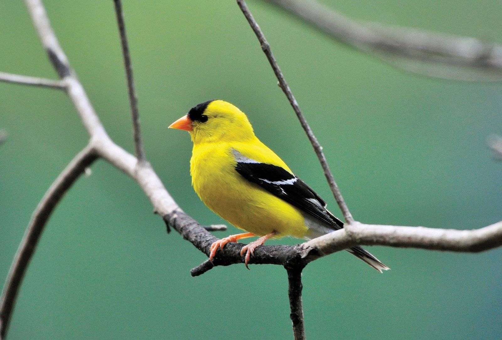 highlands nc audubon American Goldfinch Male