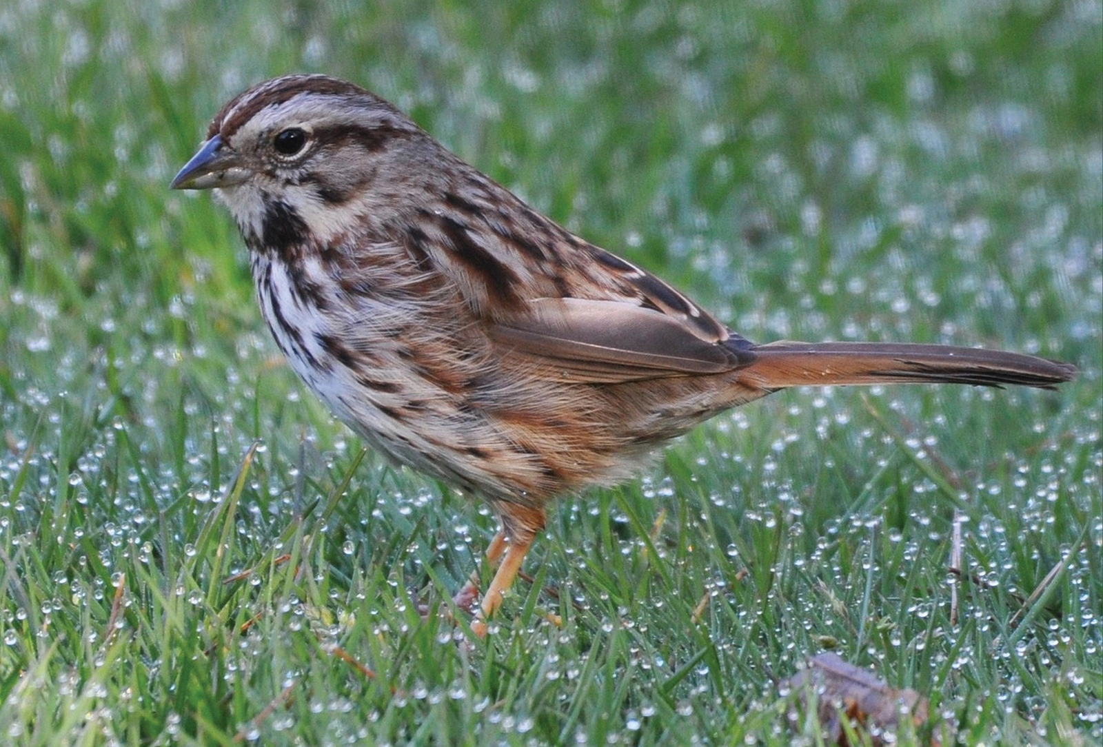 highlands nc audubon society Song Sparrow