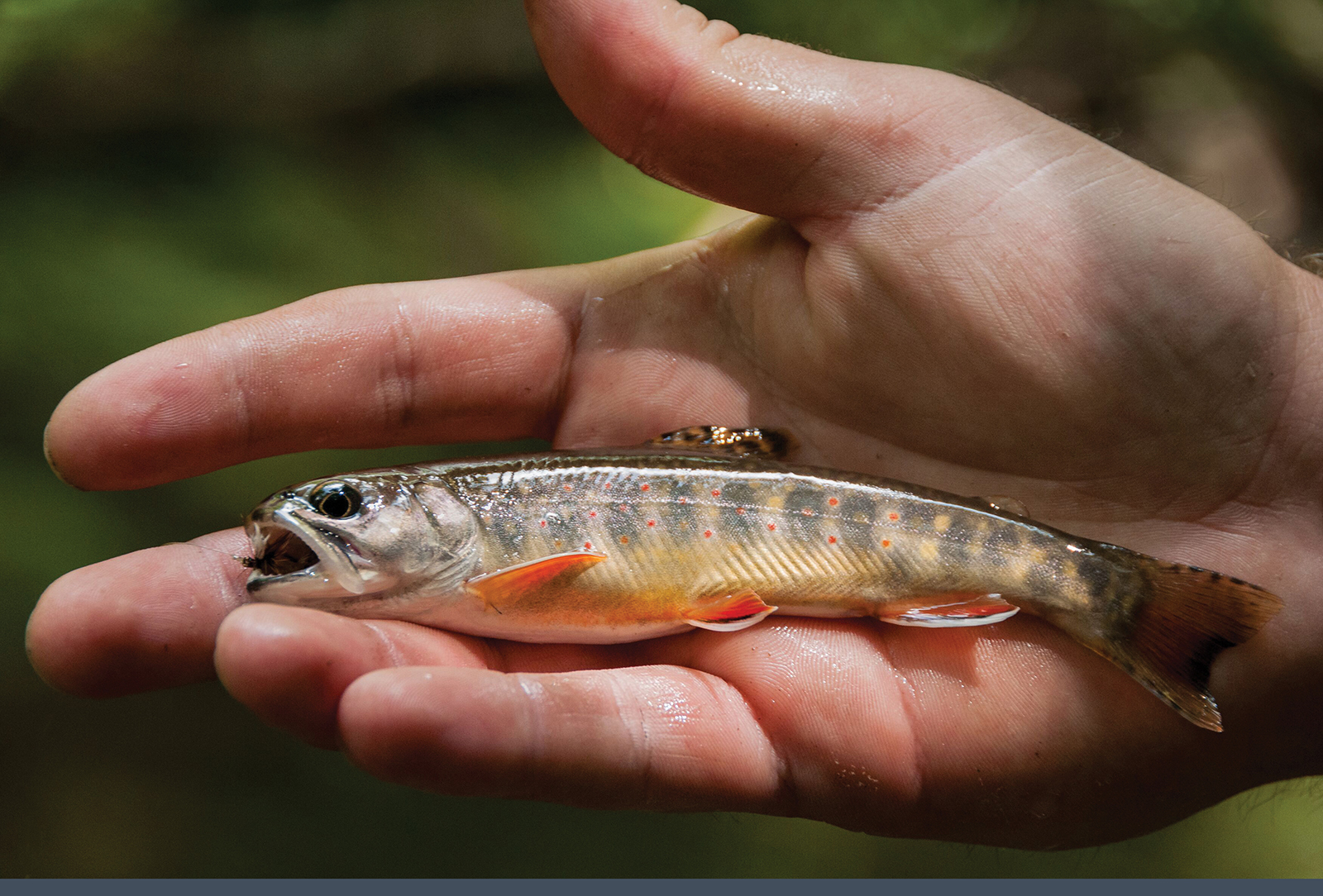 highlands nc brookings handheld brookie