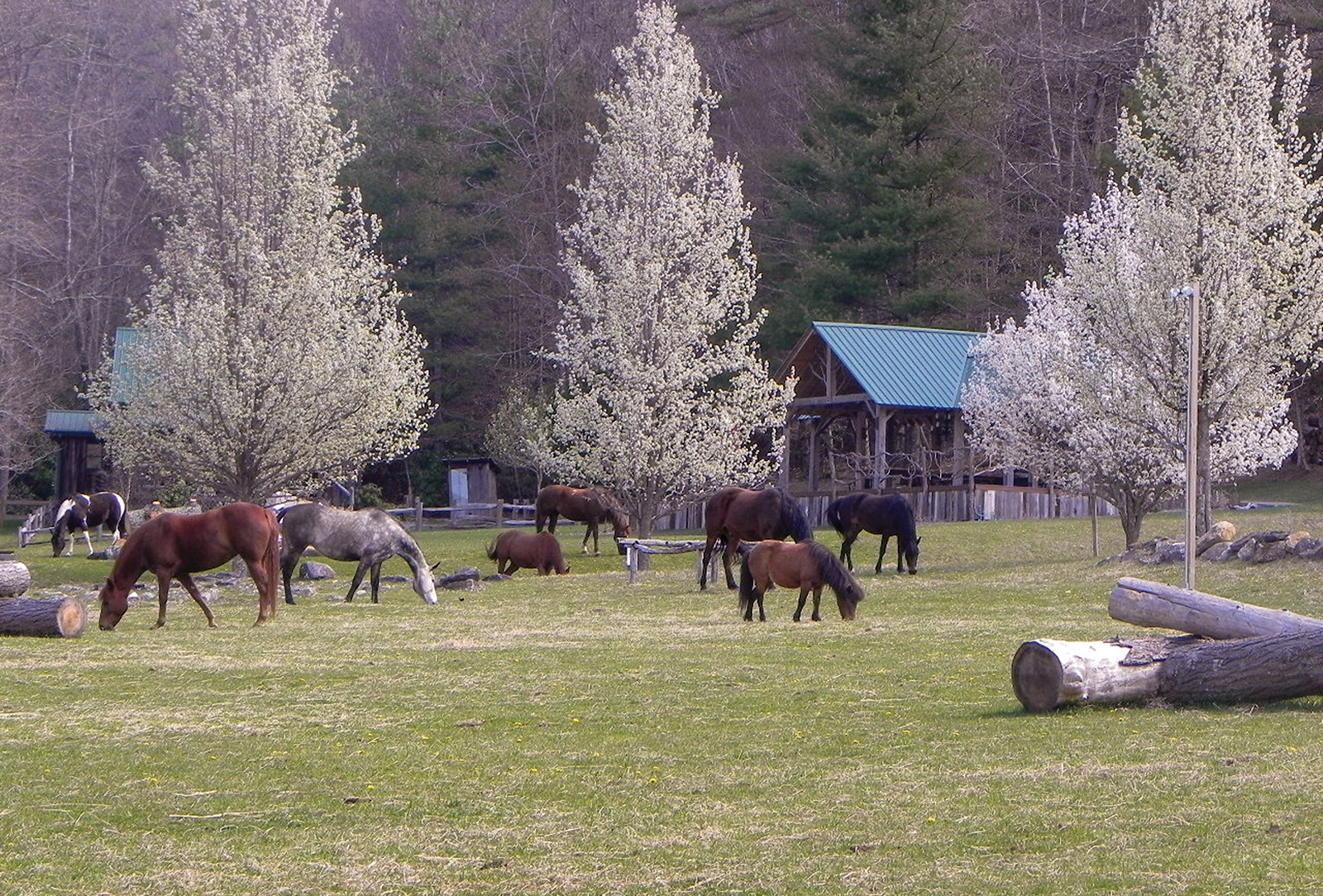 highlands nc carpe diem farms horses