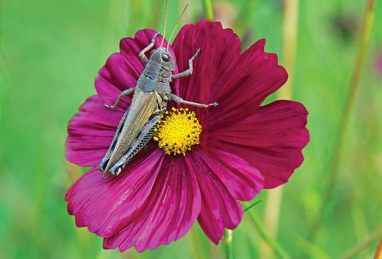 highlands nc kevin fitzpatrick Differential Grasshopper