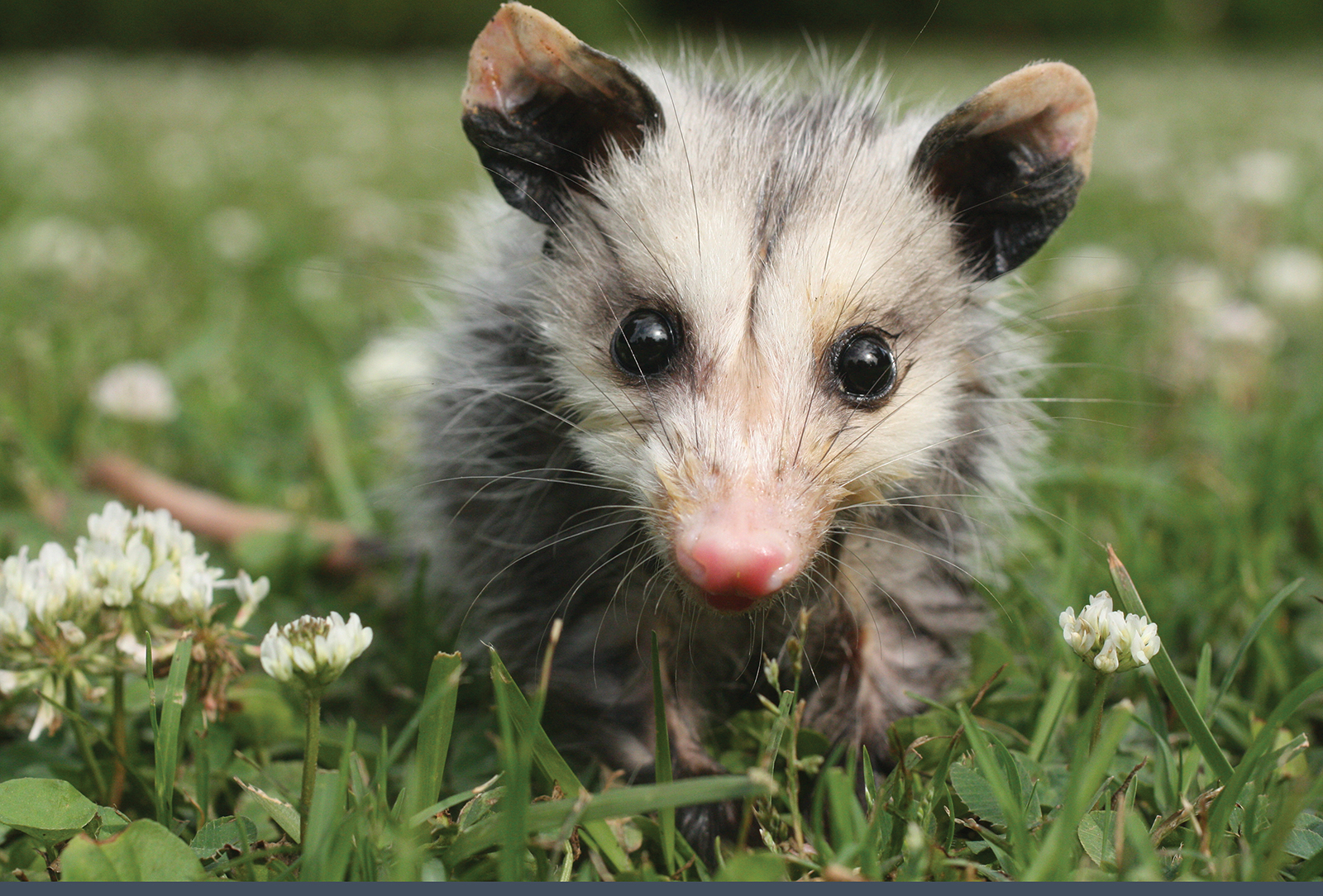 sapphire nc mountain wildlife days Opossum