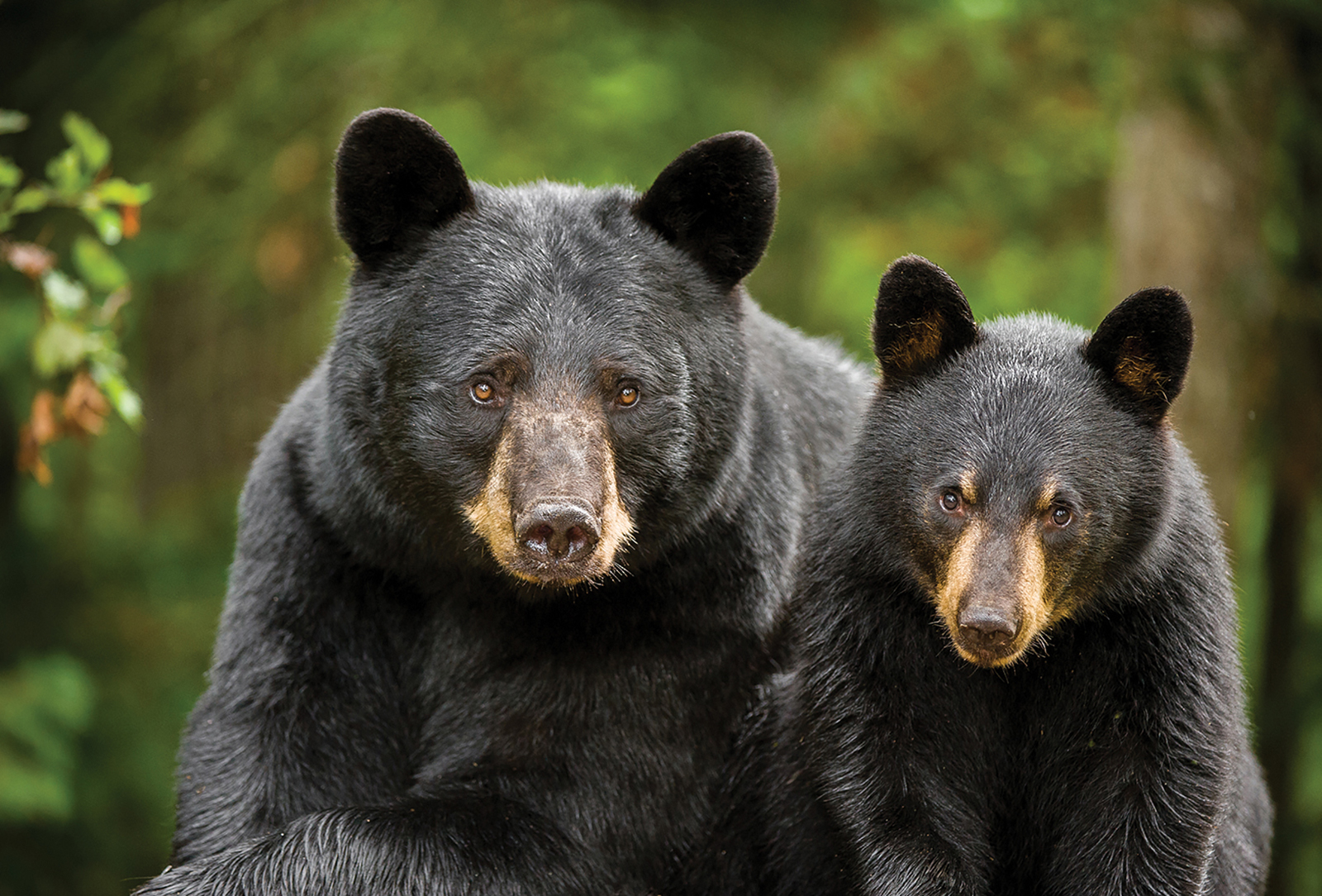highlands nc Mountain Wildlife Days Black Bears Photo by Bill Lea