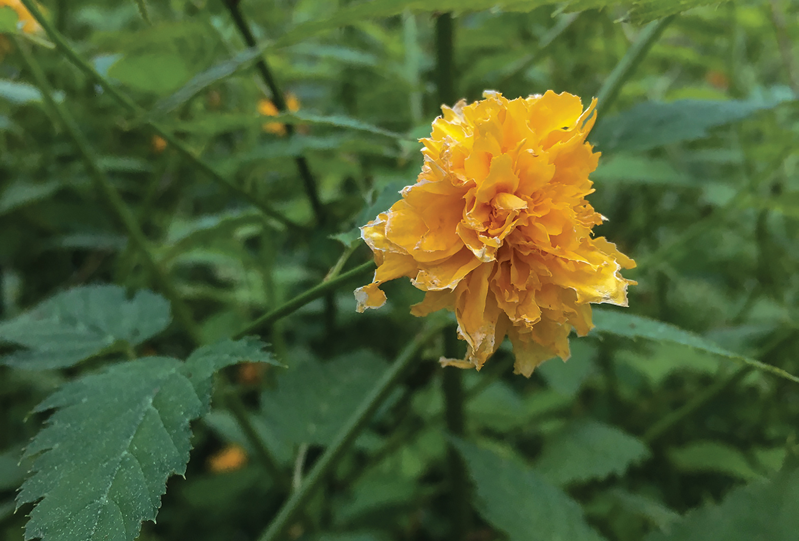 highlands nc gardener Kerria japonica