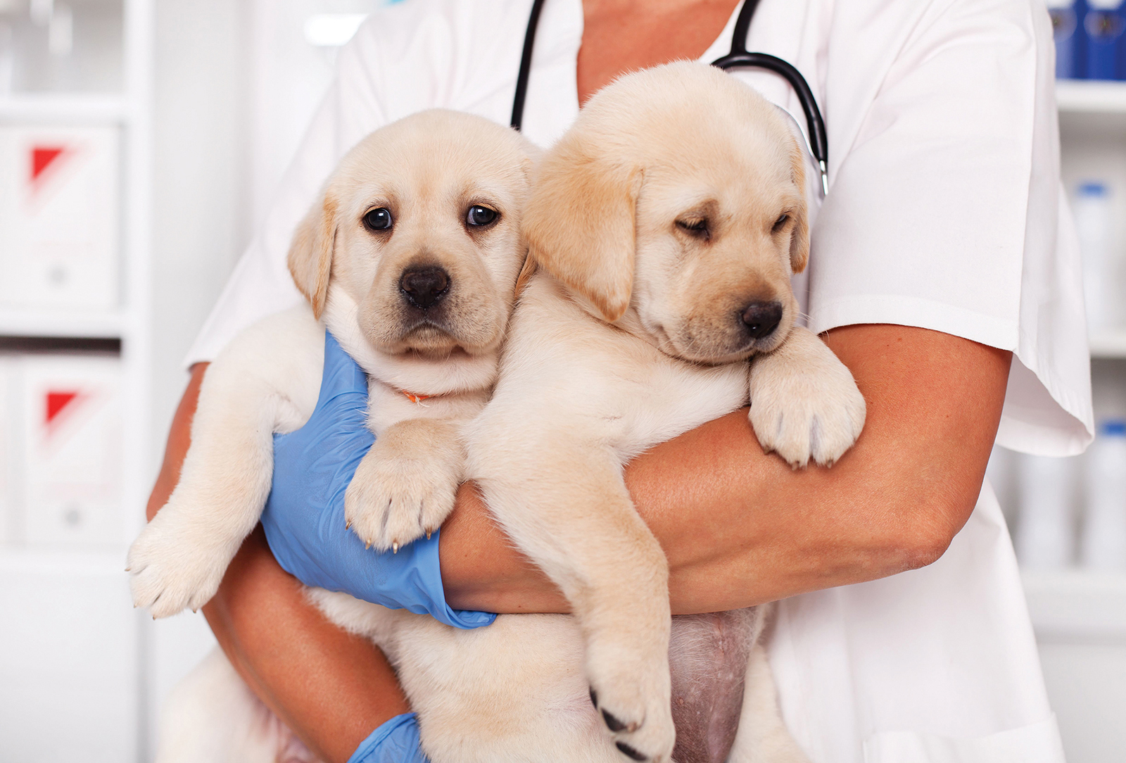 cashiers highlands humane society puppies