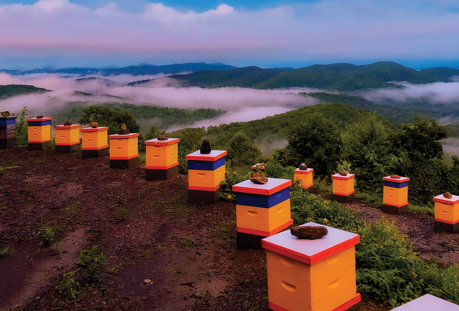 cashiers nc killer bees sunset