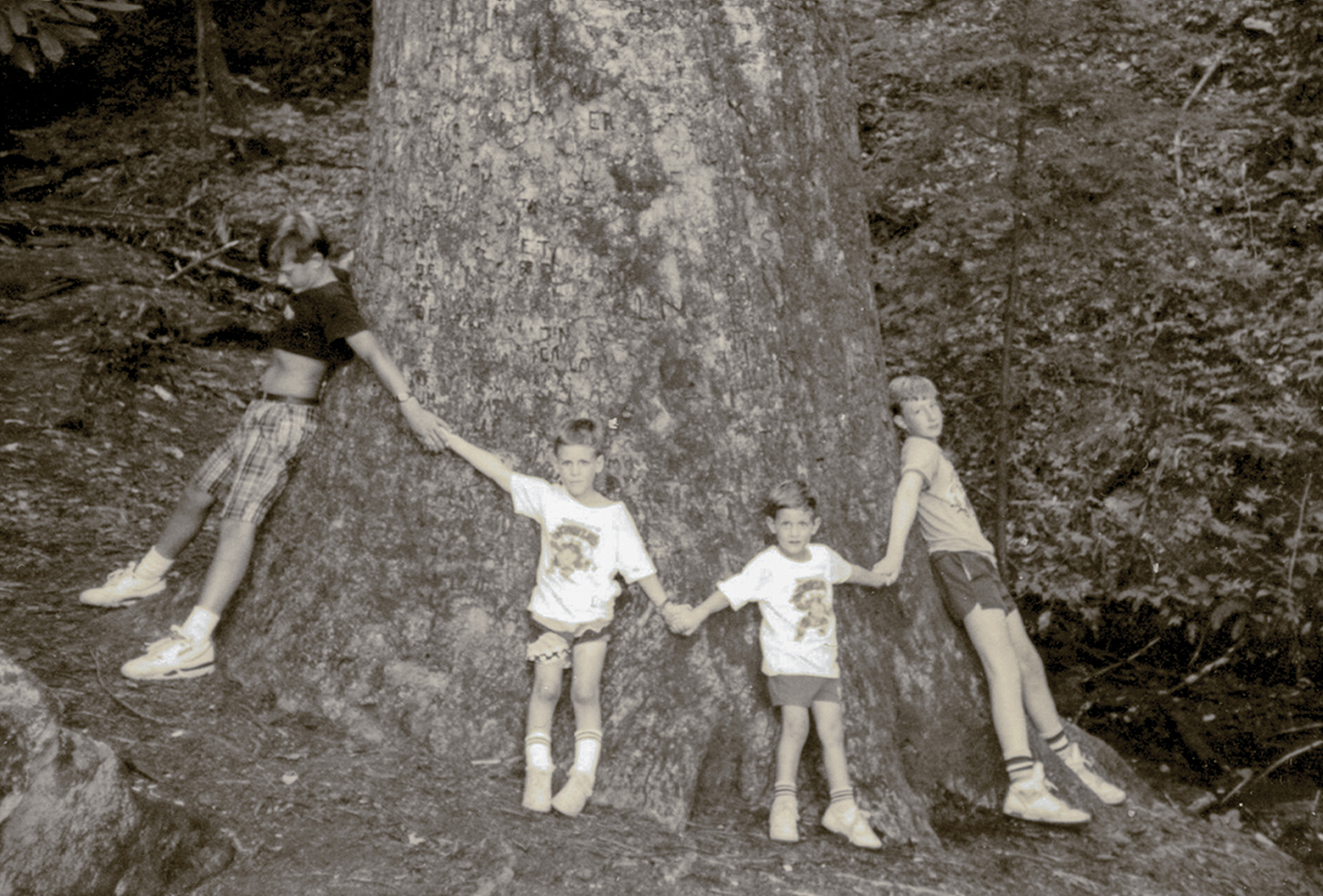 highlands nc Tulip Poplar Bob Padgett