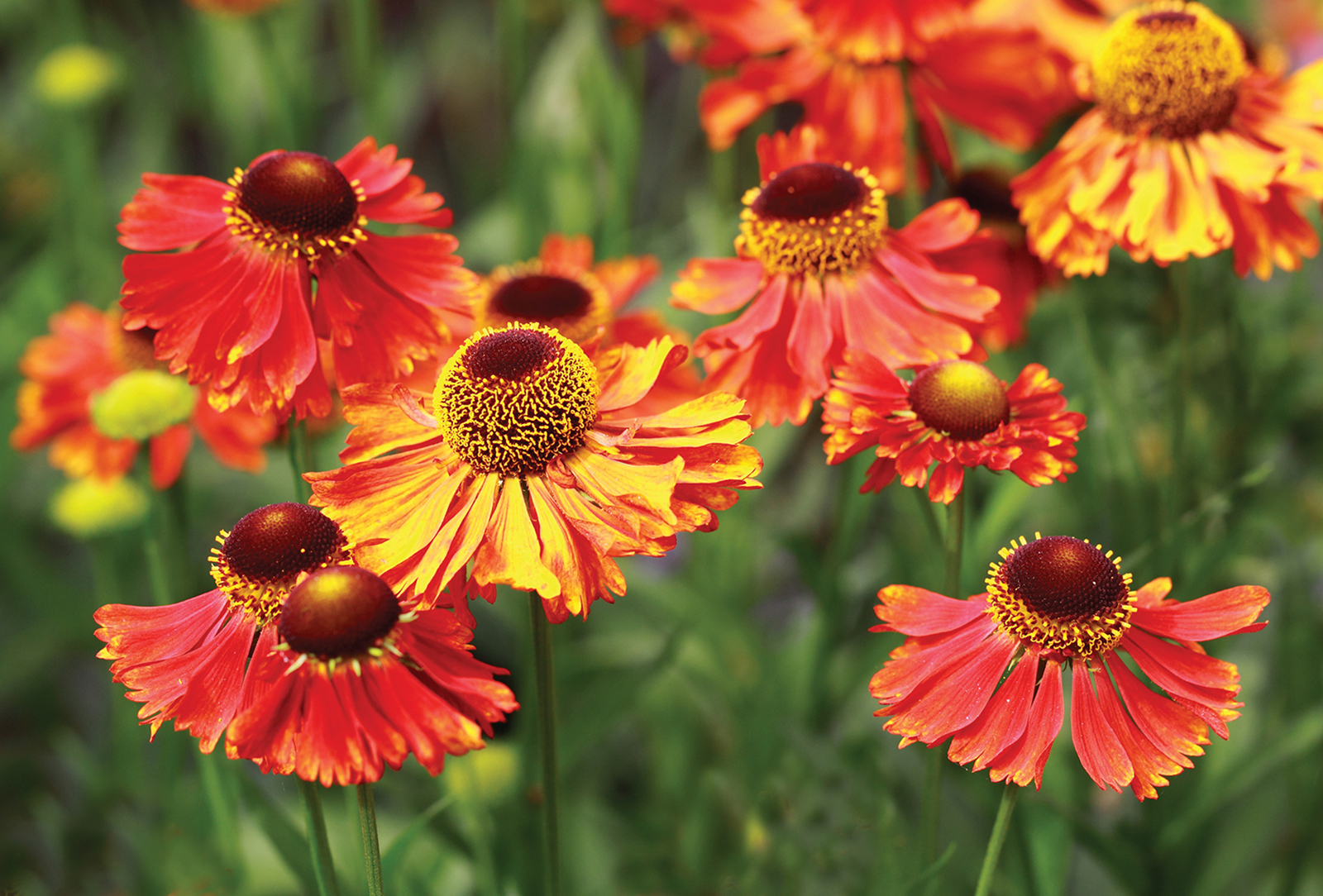 highlands nc accidental gardener Helenium