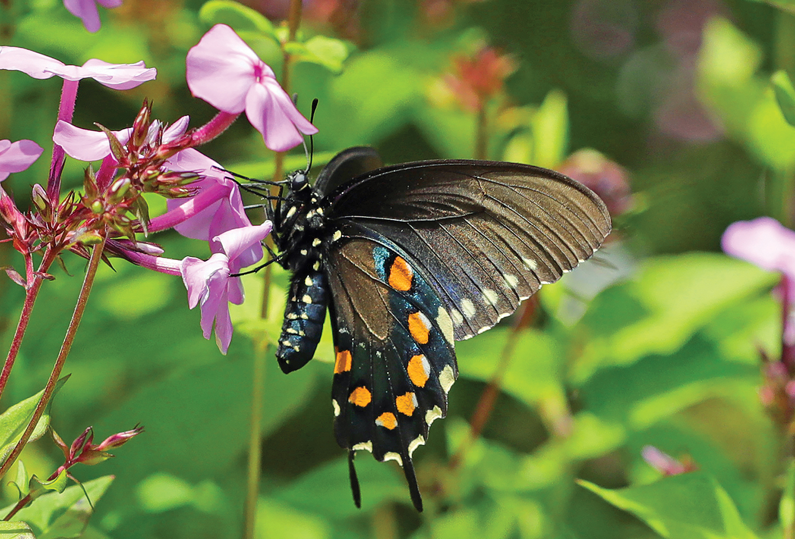 highlands nc biological station butterfly greg clackson