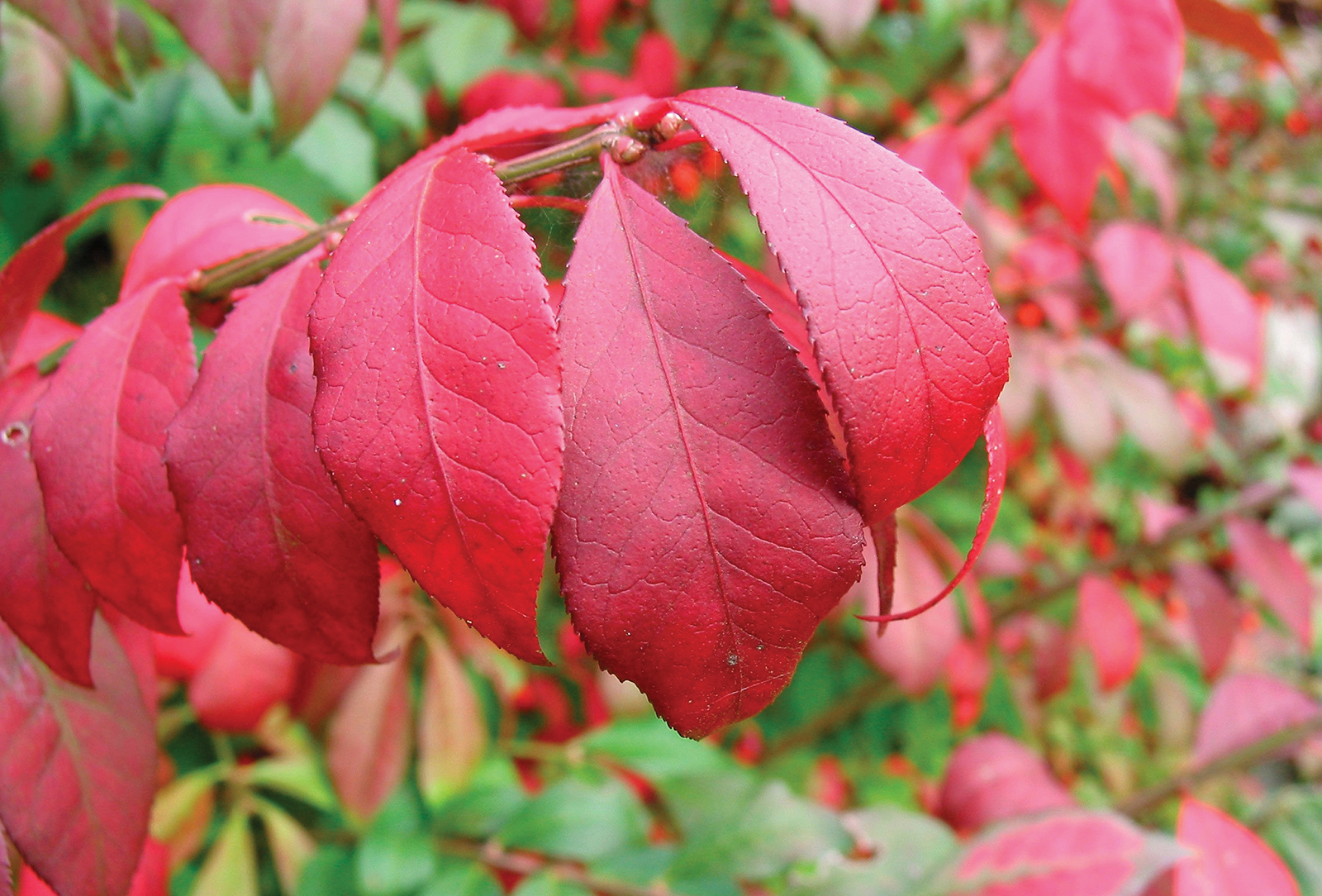 highlands nc cashiers-nc burning bush