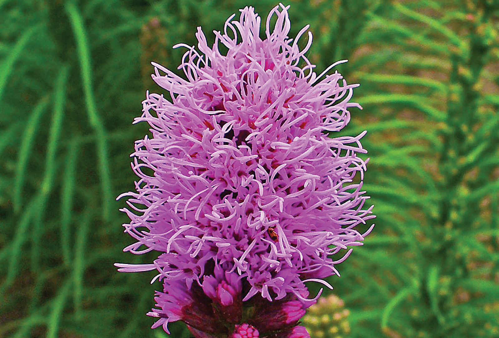 highlands nc cashiers nc gardening Liatris