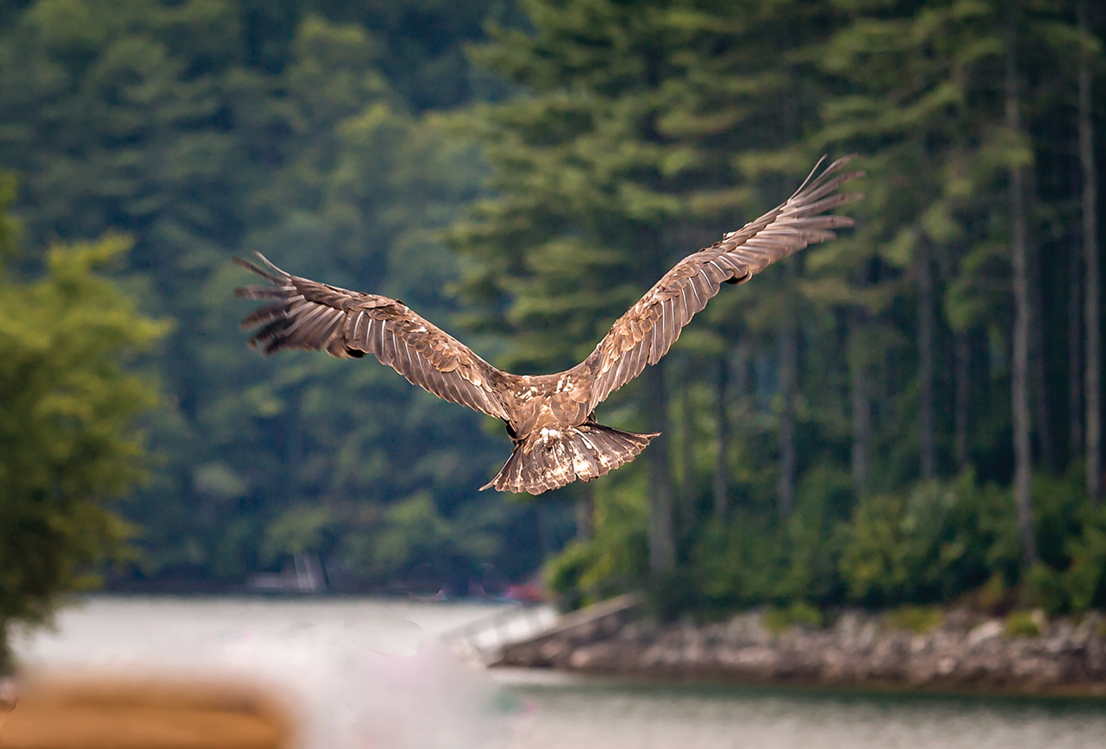 highlands nc cashiers nc village nature series eagle