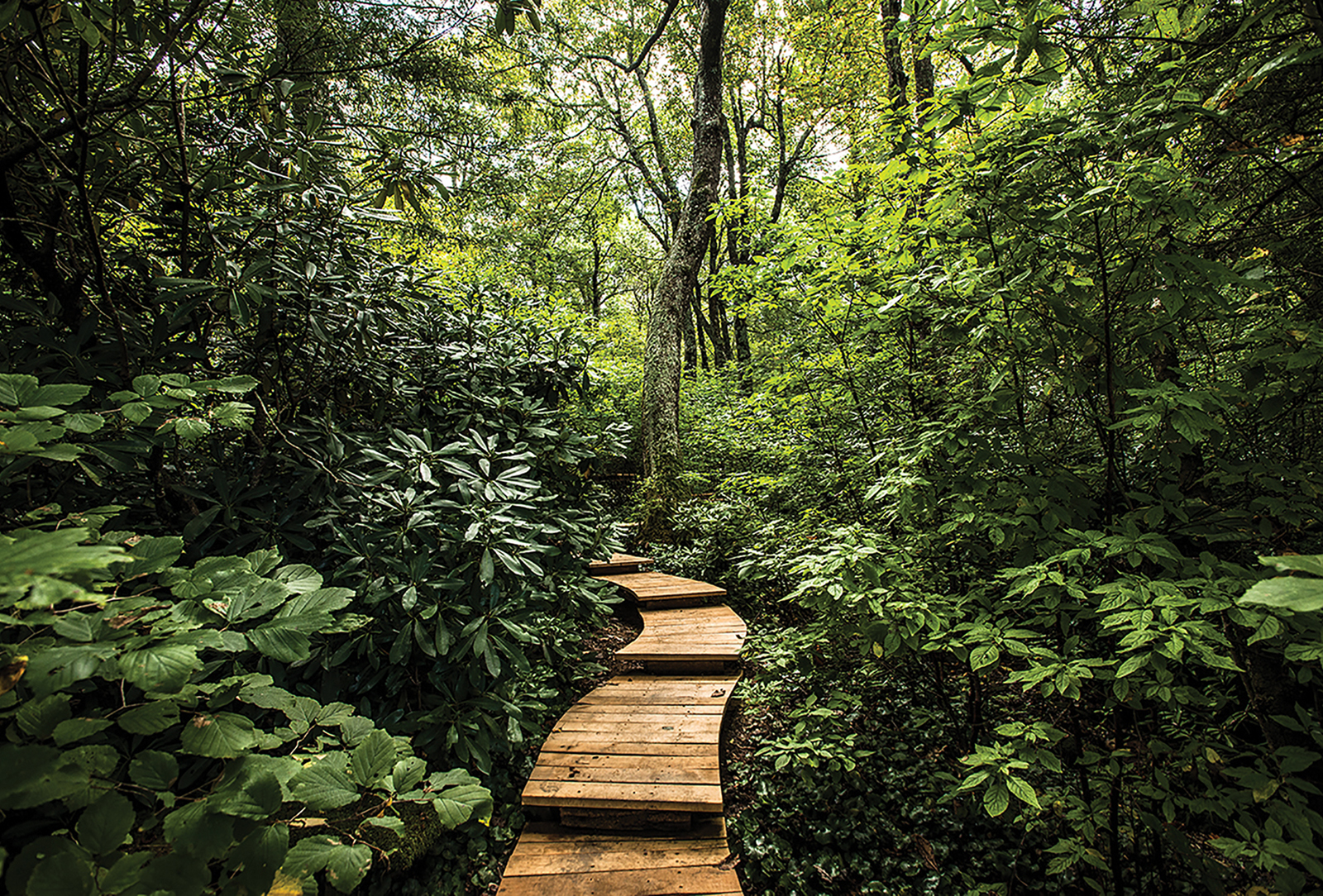 boardwalk at southern highlands reserve