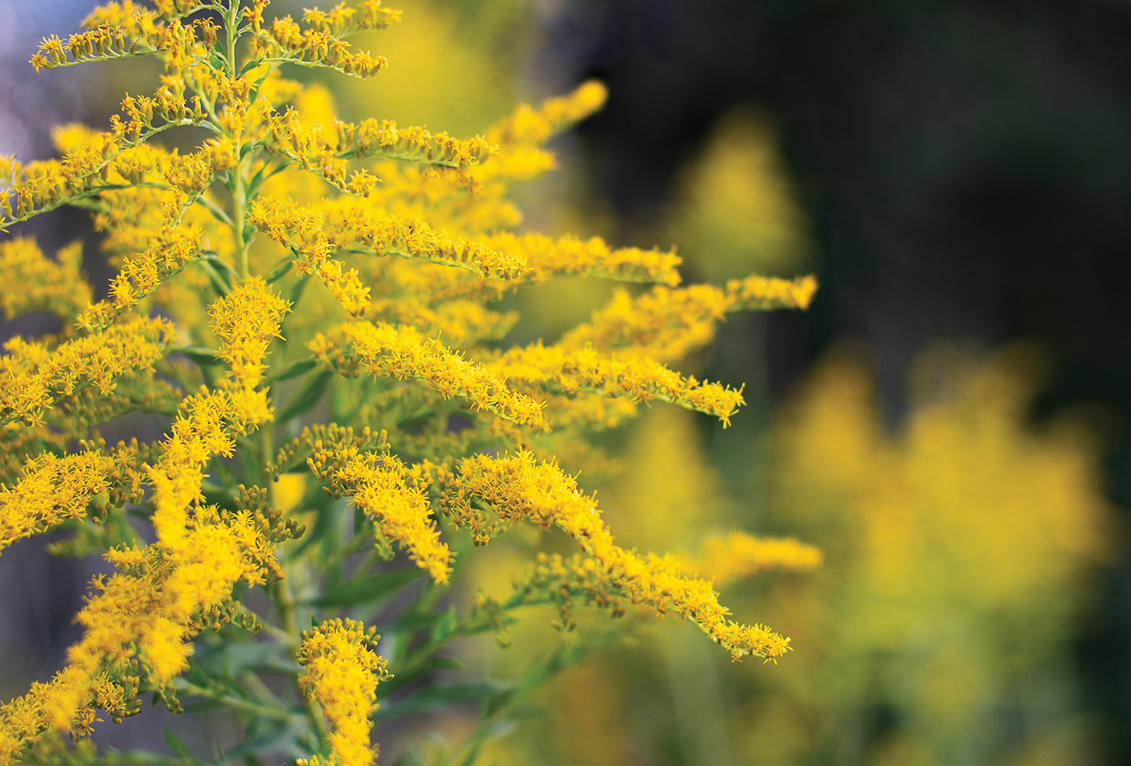 highlands nc accidental gardener goldenrod