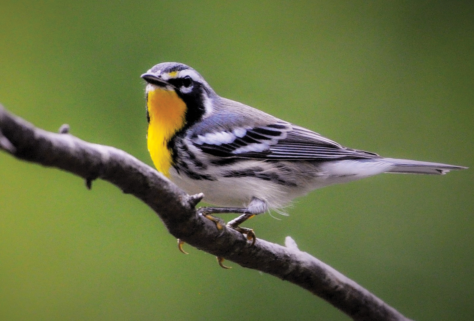 highlands nc audobon society yellow throated Warbler