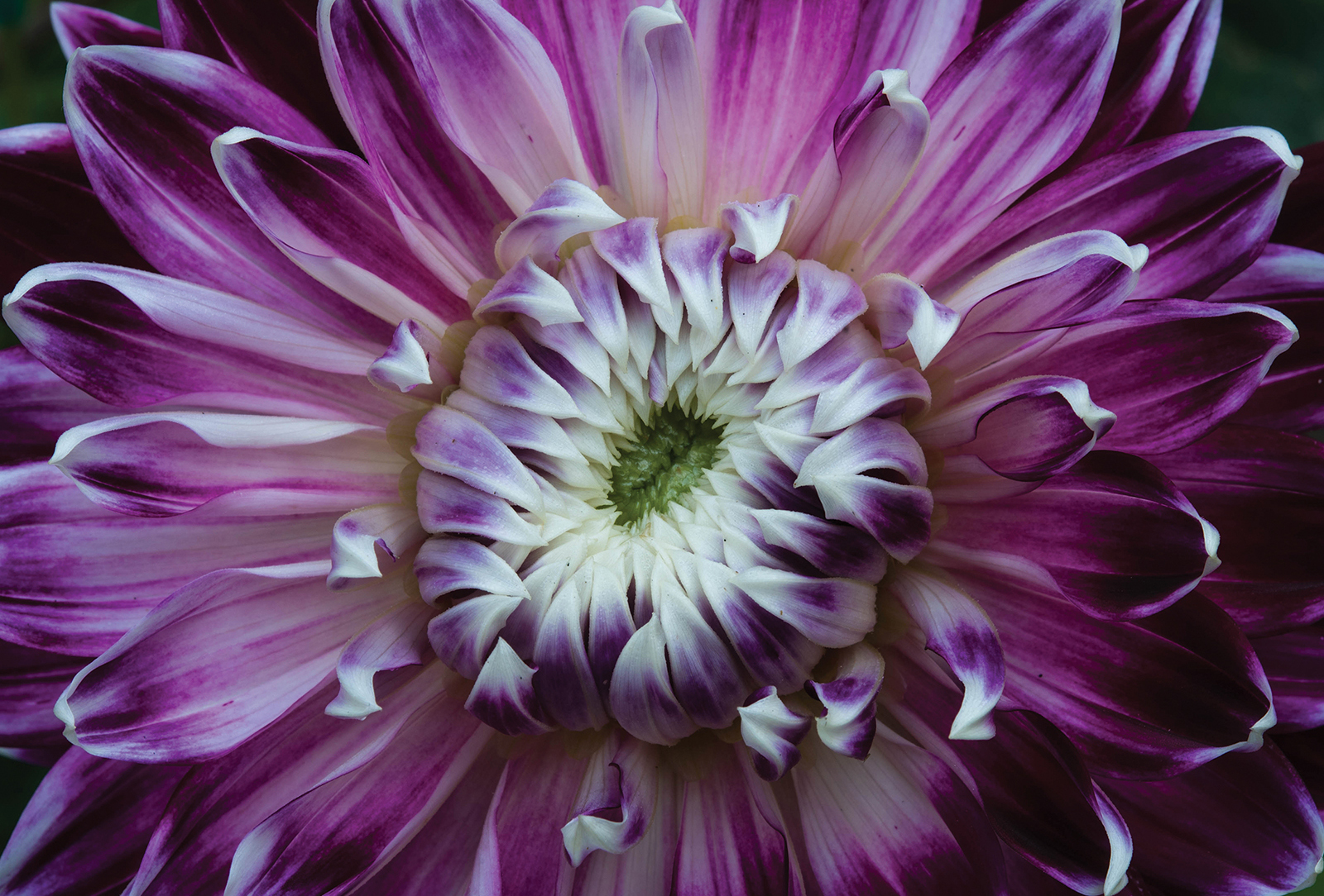 highlands nc photographer peter ray purple dahlia