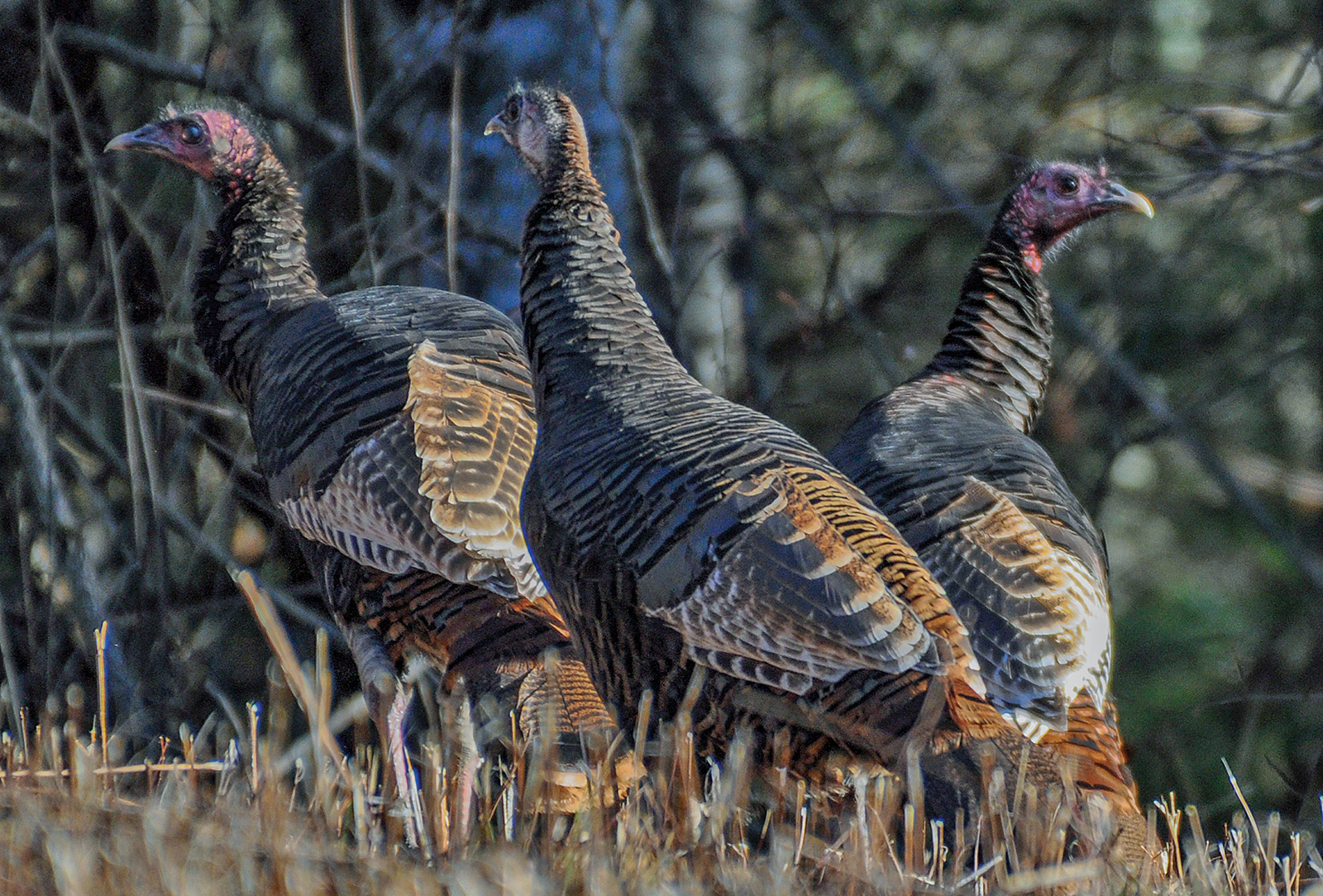 highlands cashiers audubon Wild Turkey