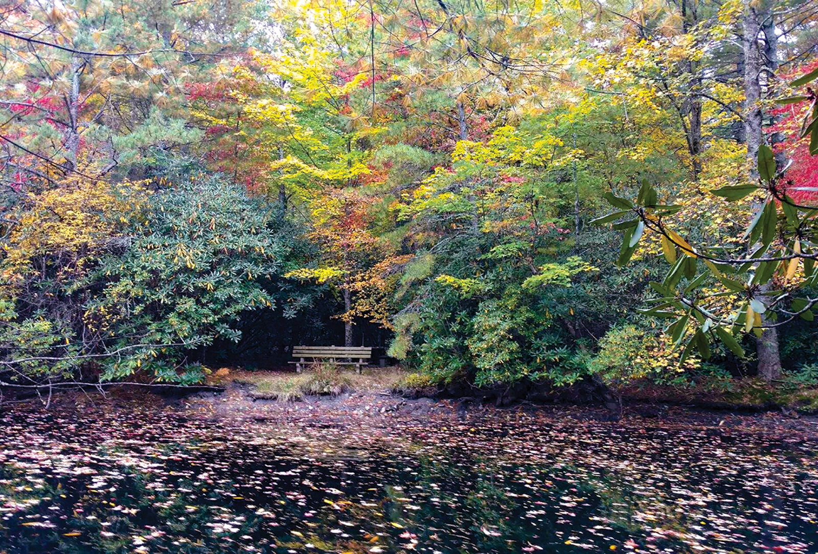 highlands cashiers land trust Bench at Dixon Pond