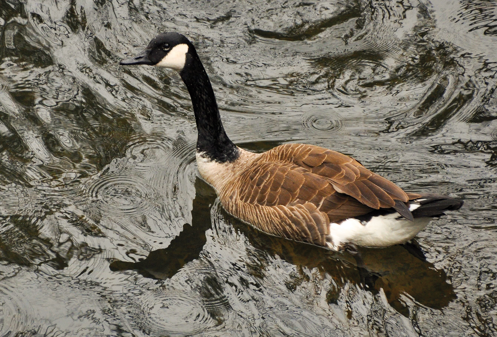 highlands audubon society Canada Goose
