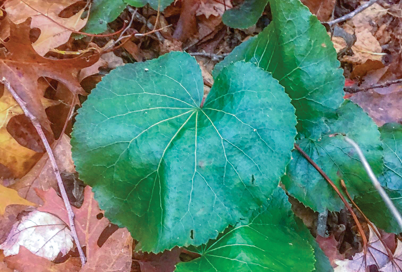 highlands nc gardener Galax leaves