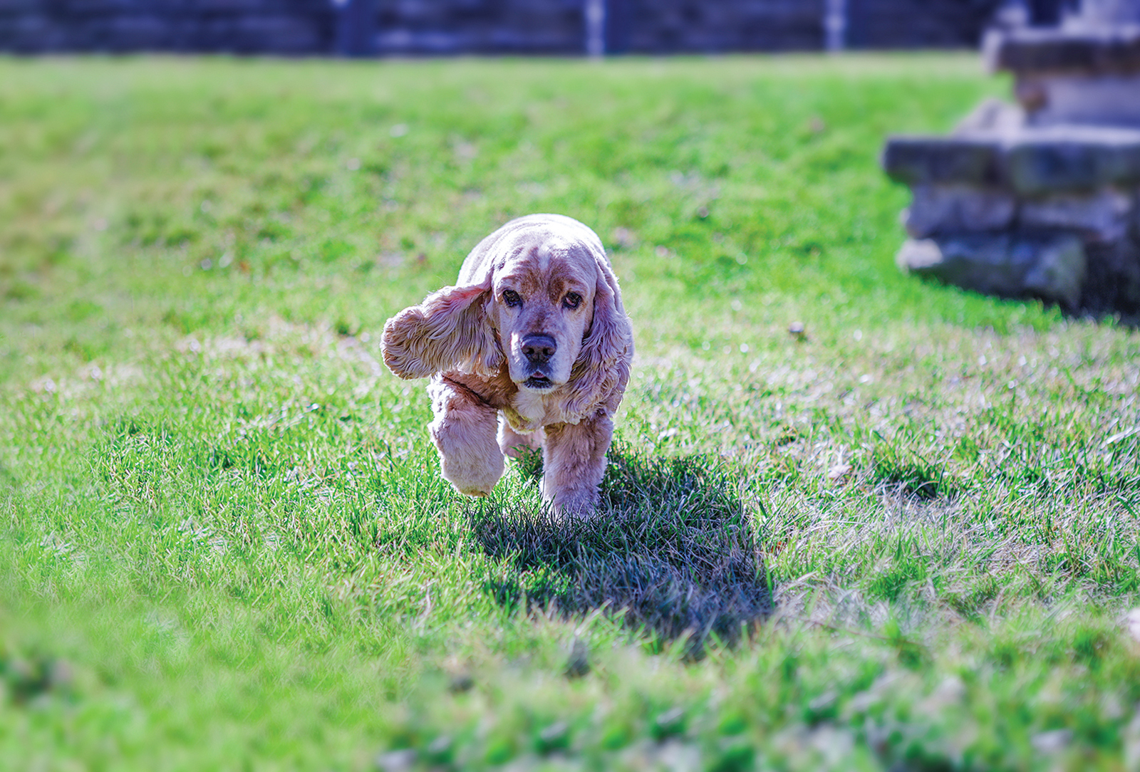 highlands nc nugget doggie