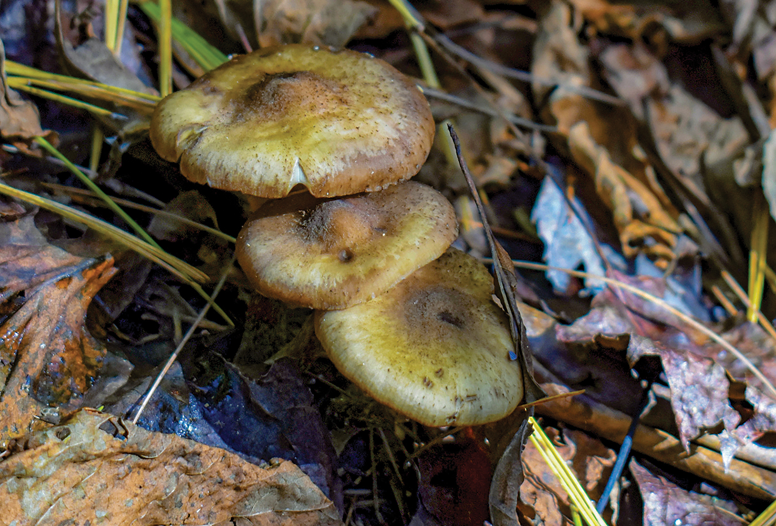 highlands nc whiteside fall mushroom