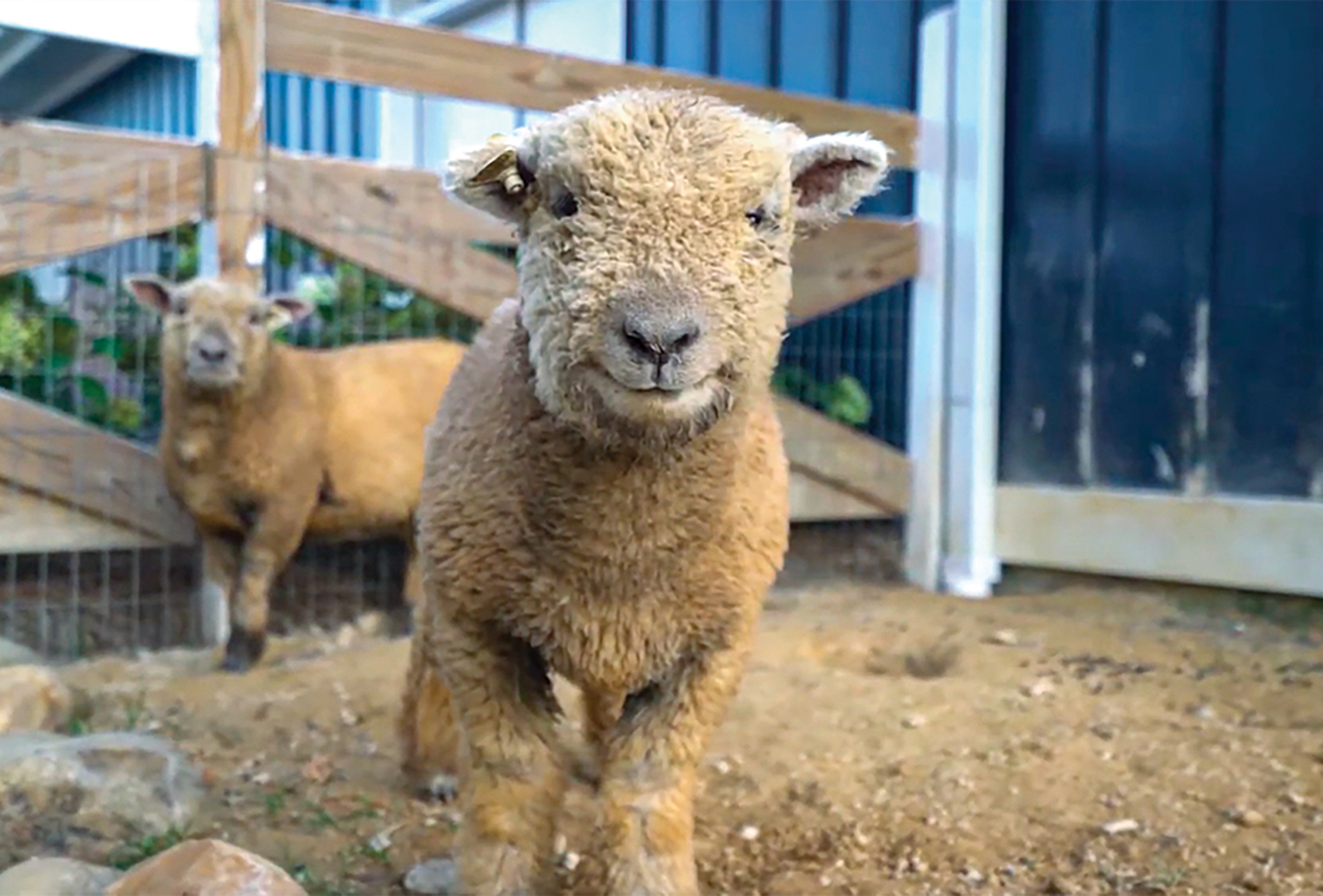 dillard ga julep farms sheep