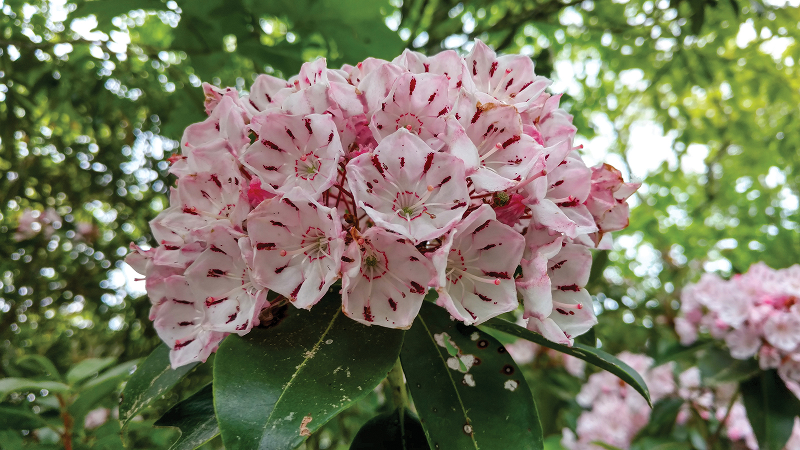 highlands cashiers land trust mountain laurel bloom