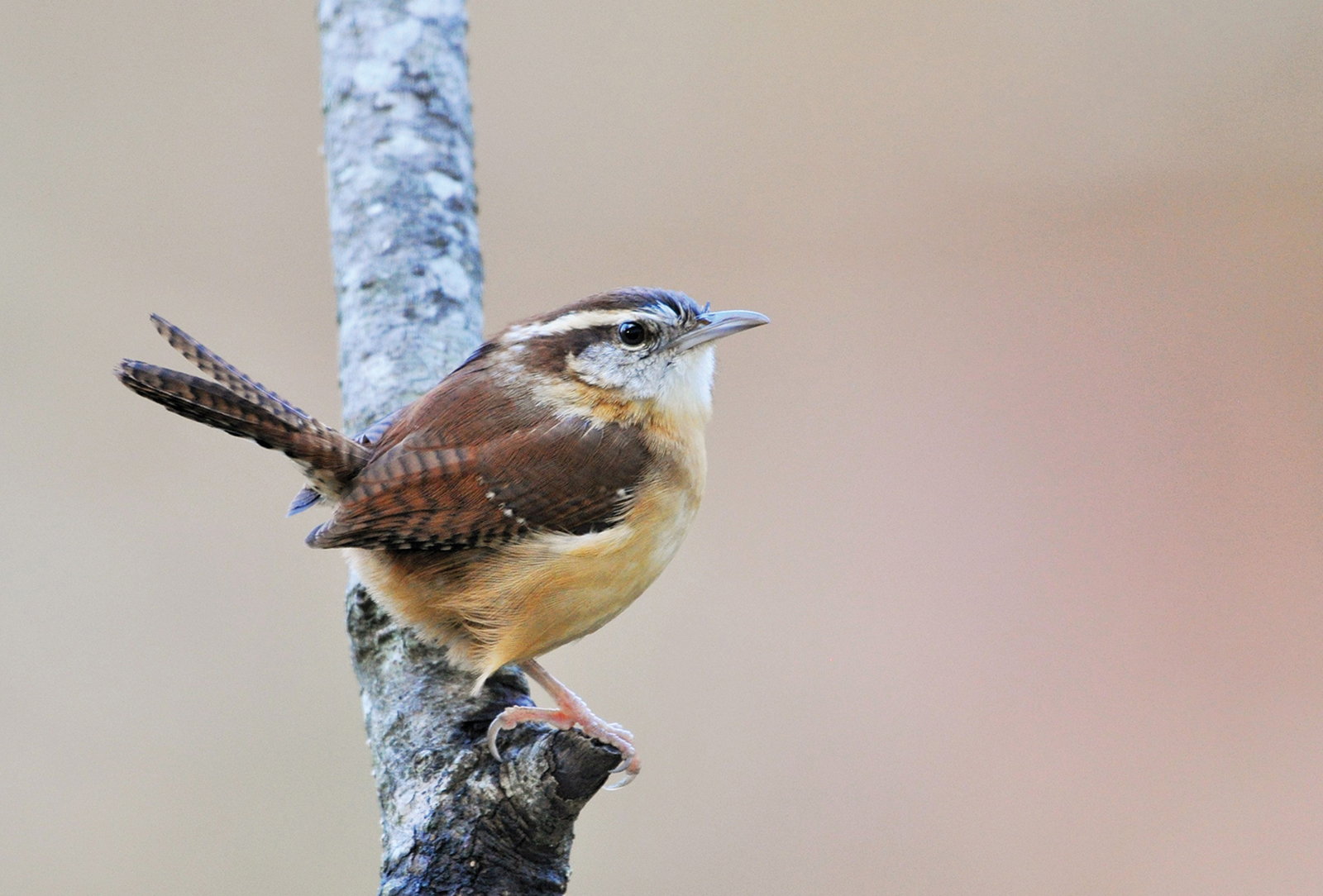 highlands cashiers plateau audubon Carolina Wren