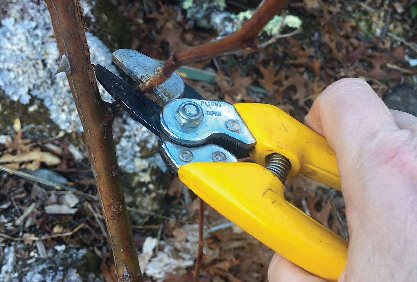 highlands nc gardening pruning