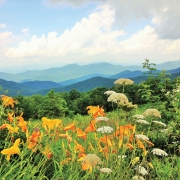 Appalachian Summer