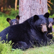 cashiers-nc-mountian-wildlife-days-bears
