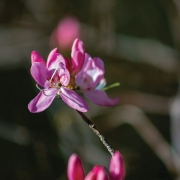 highlands-biological-stations-flower