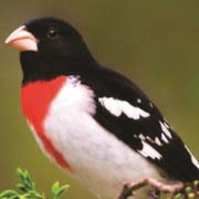 Male Rose-breasted Grosbeak