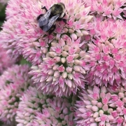 highlands-nc-accidental-gardener-Bee-sedum
