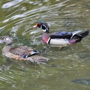 highlands-nc-audubon-society-Duck-Wood