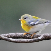 Male Northern Parula by William McReynolds