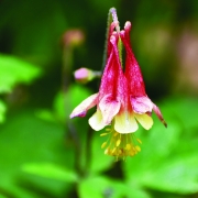 highlands-nc-biological-station-Red:Eastern-Columbine