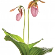 Pink Lady's Slipper Orchid (Cypripedium acaule)