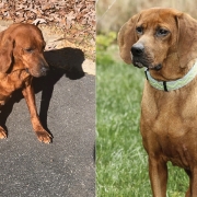 cashiers-nc-cashiers-highlands-humane-society-ginger