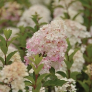 Hydrangea Vanille Fraise