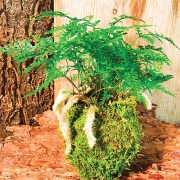 highlands-nc-artist-janice-kokedama-two