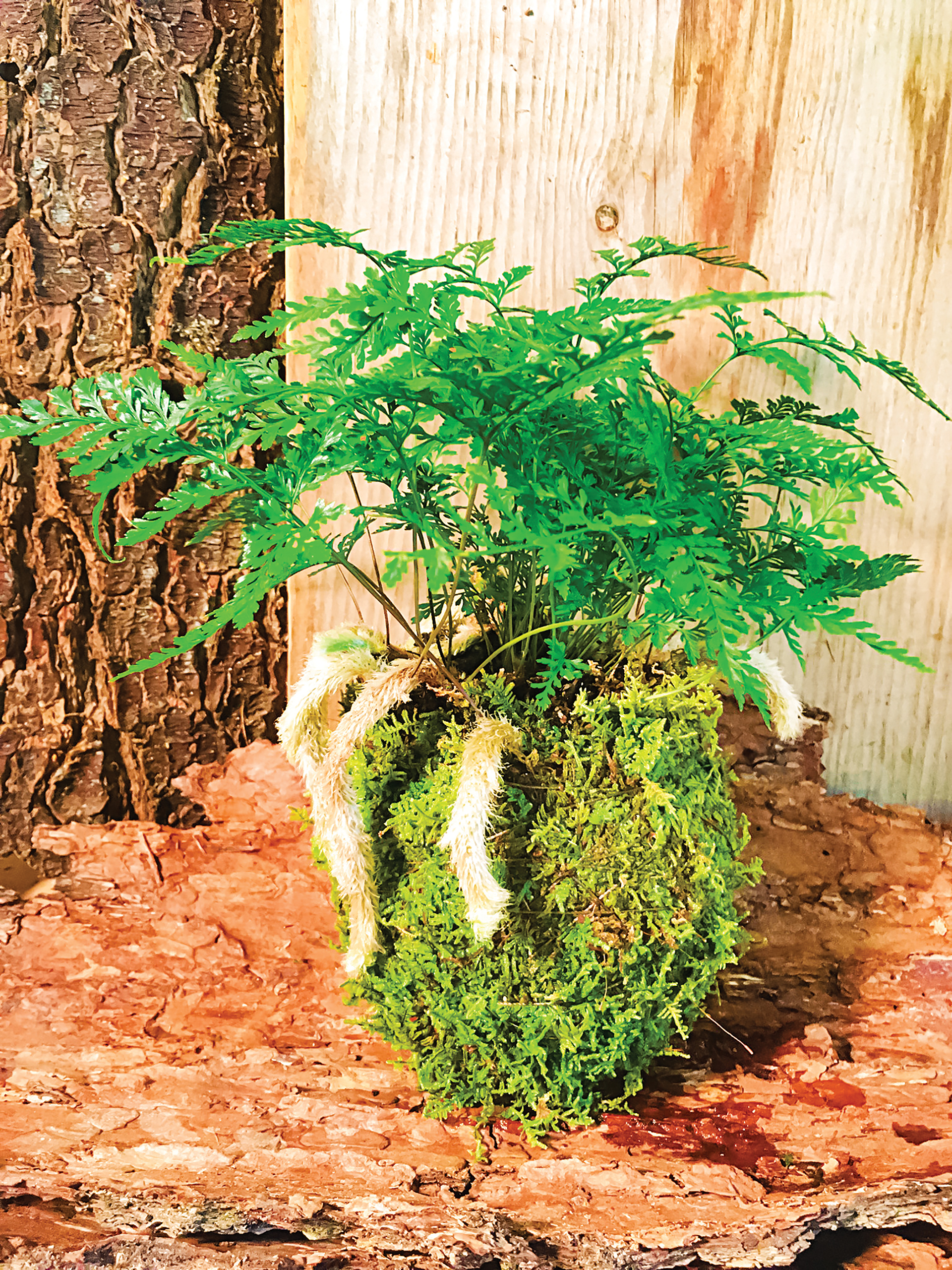 highlands-nc-artist-janice-kokedama-two