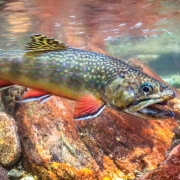 highlands-nc-cashiers-nc-underwater-brookie