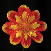 highlands-nc-dahlia-festival-stripped