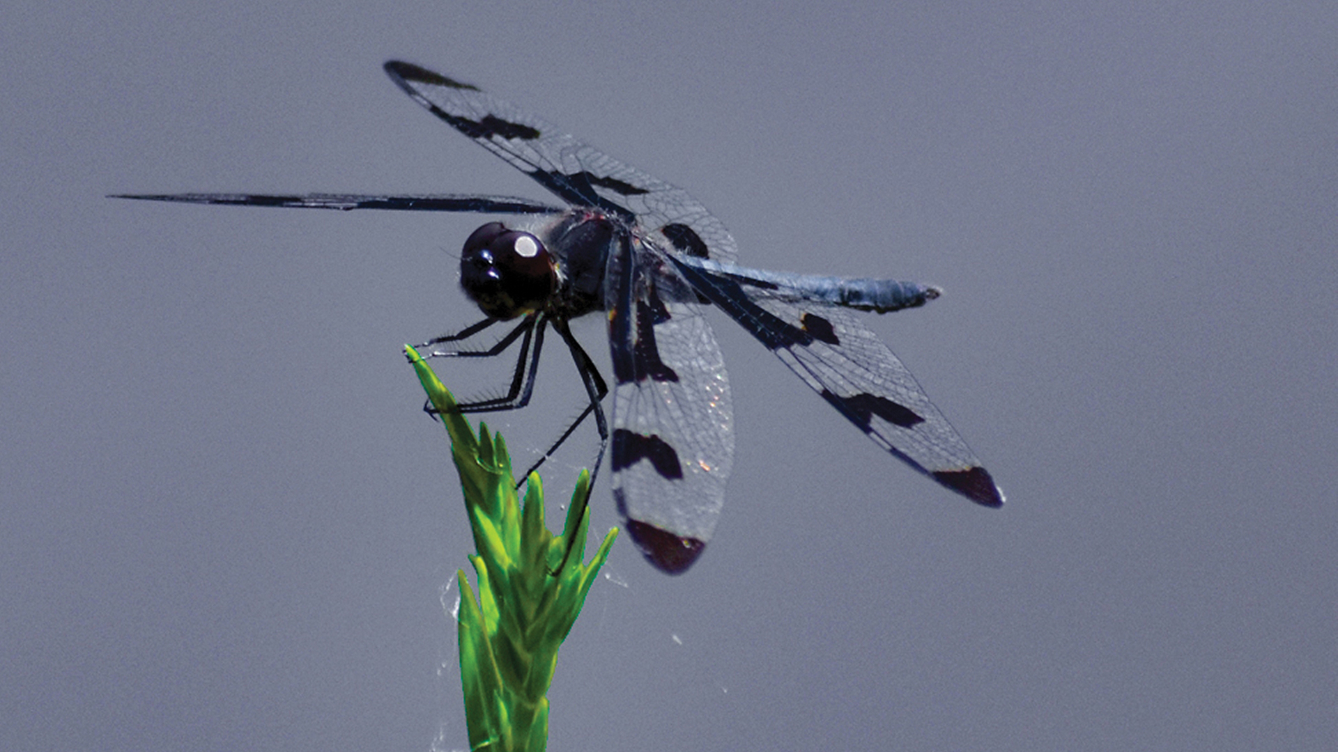highlands-nc-dragonflies